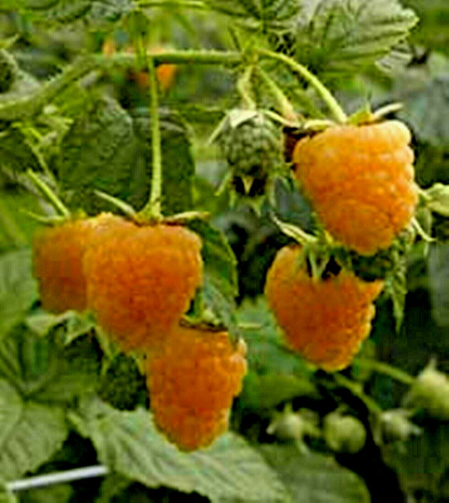 British Columbia Fall Gold Raspberry -20 Seeds- Golden & Rich Sw